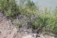 Dracocephalum peregrinum