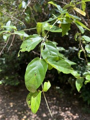 Stigmaphyllon discolor