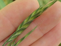 Bromus lithobius