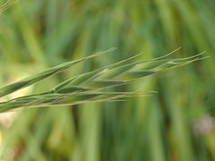 Bromus lithobius