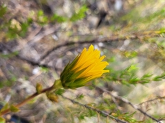 Berkheya herbacea