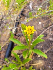 Berkheya herbacea