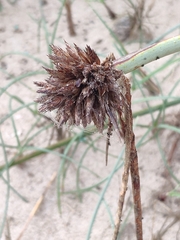 Cyperus capitatus