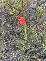 Erica cerinthoides cerinthoides