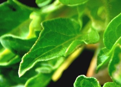 Solanum lycopersicum cerasiforme