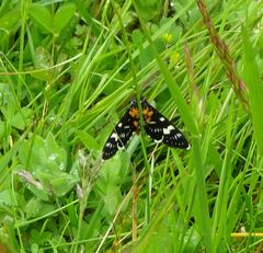 Phalaenoides tristifica