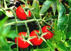 Solanum lycopersicum cerasiforme