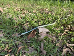 Dendrelaphis punctulatus