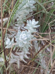 Achillea maritima maritima