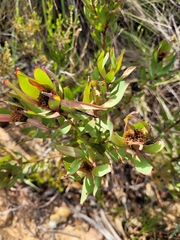 Leucadendron sessile