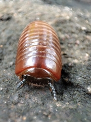 Arthrosphaera