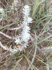 Achillea maritima maritima