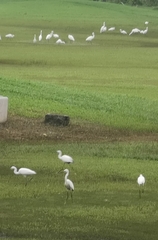 Egretta garzetta