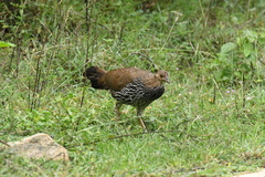 Gallus sonneratii