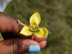 Moraea bellendenii