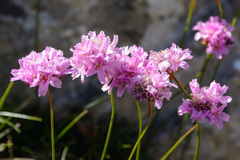 Armeria cantabrica