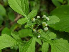 Dichrocephala integrifolia