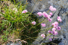 Armeria cantabrica