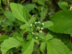 Dichrocephala integrifolia