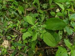 Dichrocephala integrifolia
