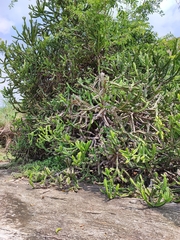 Euphorbia susan-holmesiae
