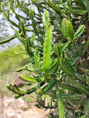 Euphorbia susan-holmesiae