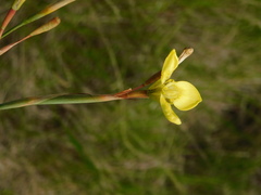 Moraea bellendenii