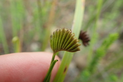 Schizaea pectinata