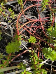 Laurembergia repens