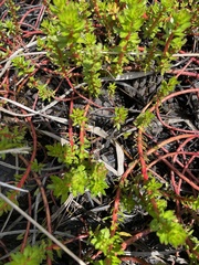 Laurembergia repens