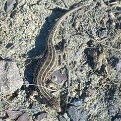 Lacerta agilis exigua