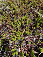 Laurembergia repens