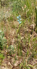 Ixia viridiflora