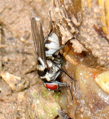 Limnophora