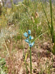 Ixia viridiflora
