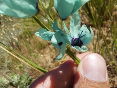 Ixia viridiflora