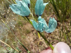 Ixia viridiflora