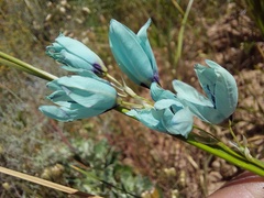 Ixia viridiflora