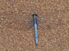Orthetrum caffrum