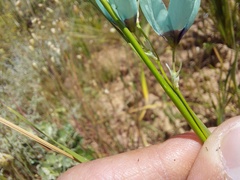 Ixia viridiflora