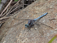 Orthetrum caffrum