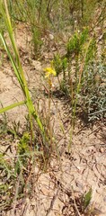 Cyanella lutea