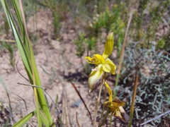 Cyanella lutea