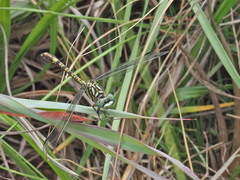 Paragomphus cognatus