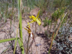 Cyanella lutea