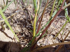 Cyanella lutea