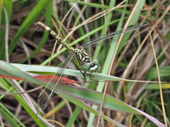 Paragomphus cognatus
