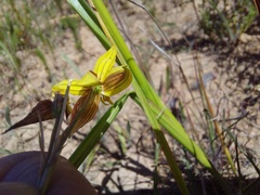 Cyanella lutea