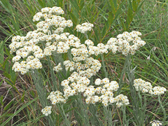 Helichrysum appendiculatum