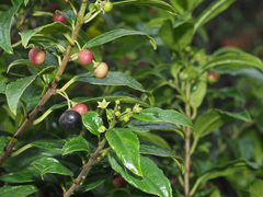 Rhamnus prinoides